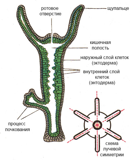 Ссылка кракен vtor run