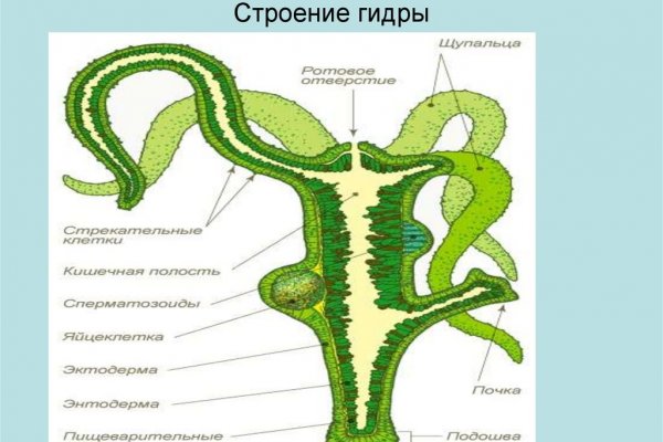 Kraken ссылка официальная